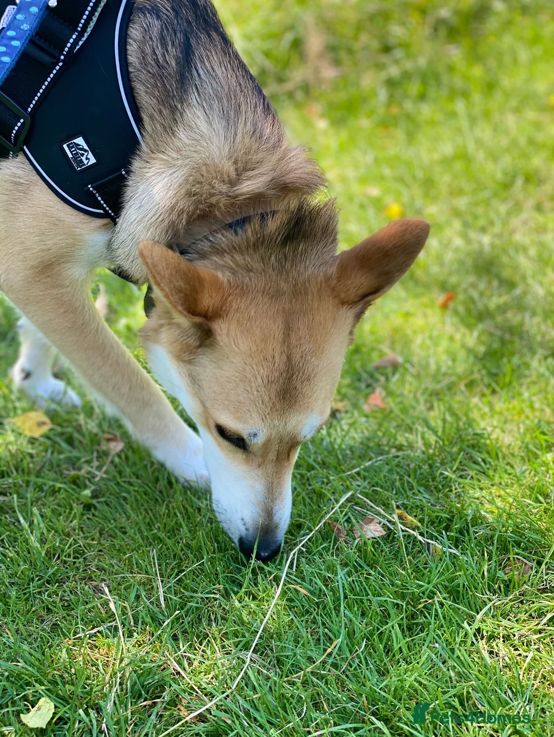 Mixed Breed dogs for adoption: Handsome Rom - Advert 6