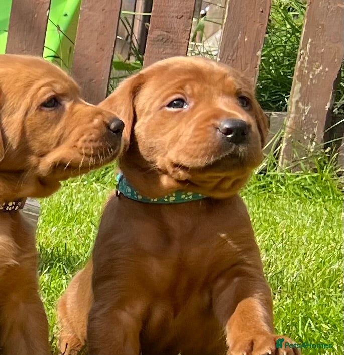Labrador Retriever dogs KC registered Fox Red Labrador puppies. - Advert 2