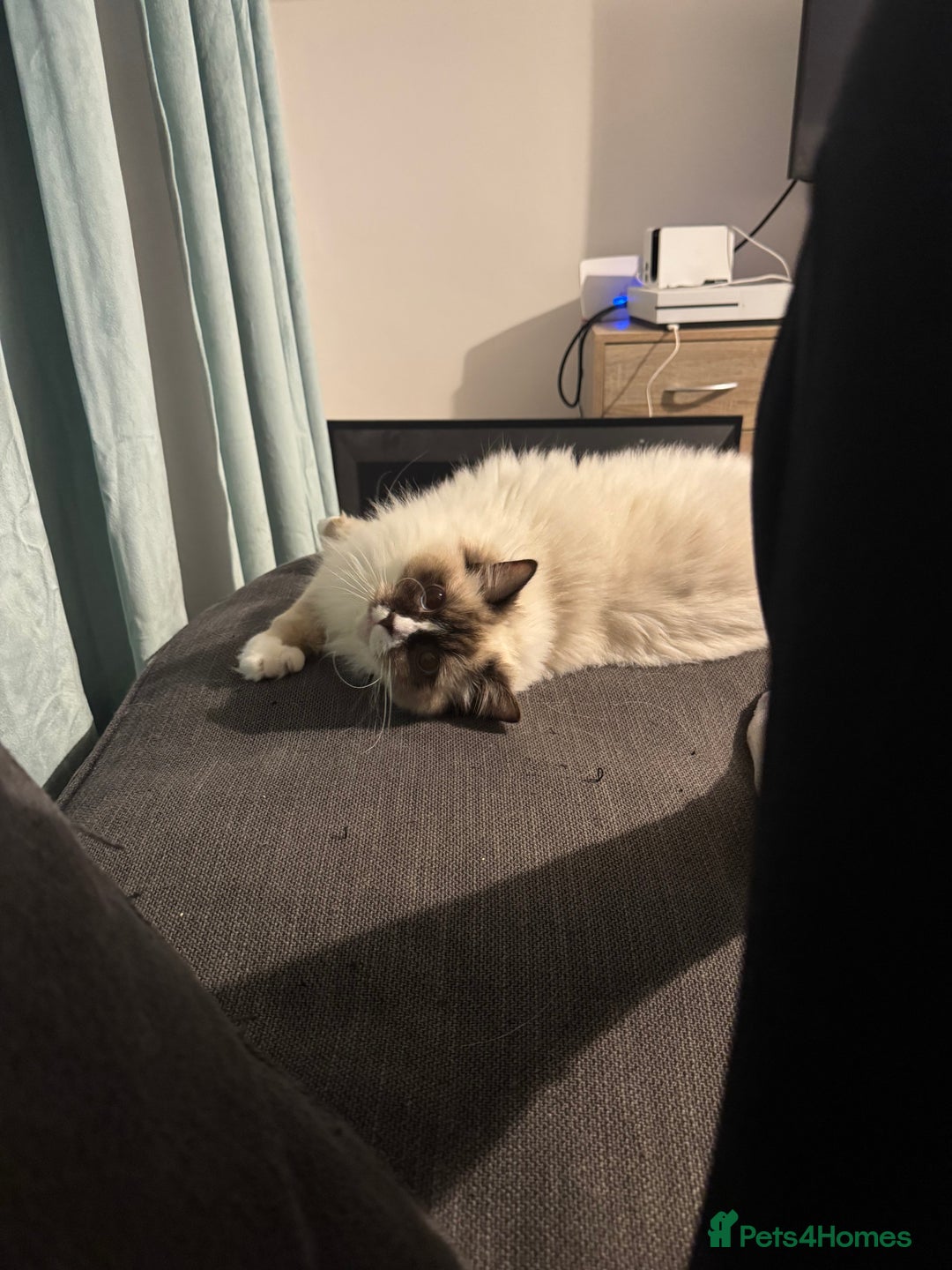 Ragdoll cats for sale: Pickle - Advert 4