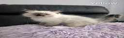 Ragdoll cats for sale: Stunning GCCF REG PEDIGREE RAGDOLLS - Advert 30