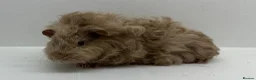 Guinea Pig rodents for sale: Stunning! Female & Male Baby Alpaca Guineapigs  - Advert 9