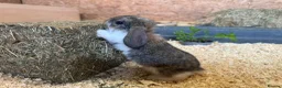 French Lop rabbits for sale: Pure breed Baby Giant French Lops Rabbits - Advert 19
