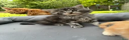 Maine Coon cats for sale: Maine coon  - Advert 5