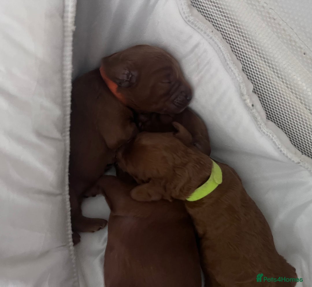 Cockapoo dogs for sale: Red Cockapoo 🐶 F1B looking for loving home 🥰 in London - Image 29