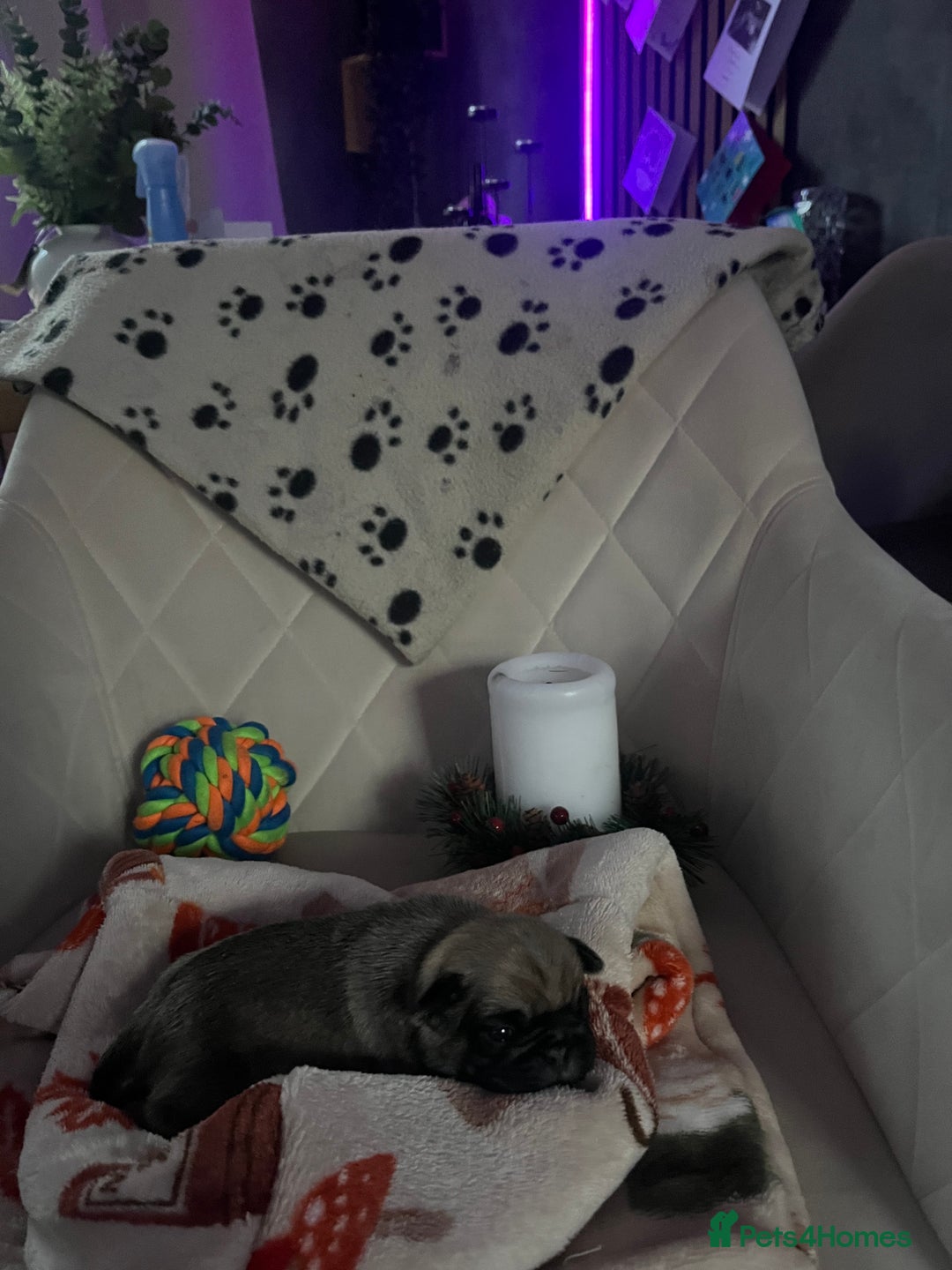 Pug dogs for sale: 2 boys 3 girls pugs for sale leeds  - Advert 11