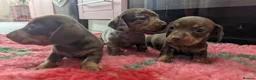 Miniature Dachshund dogs for sale: KC Reg Miniature Dachshund Puppies - PRA Clear  - Advert 2