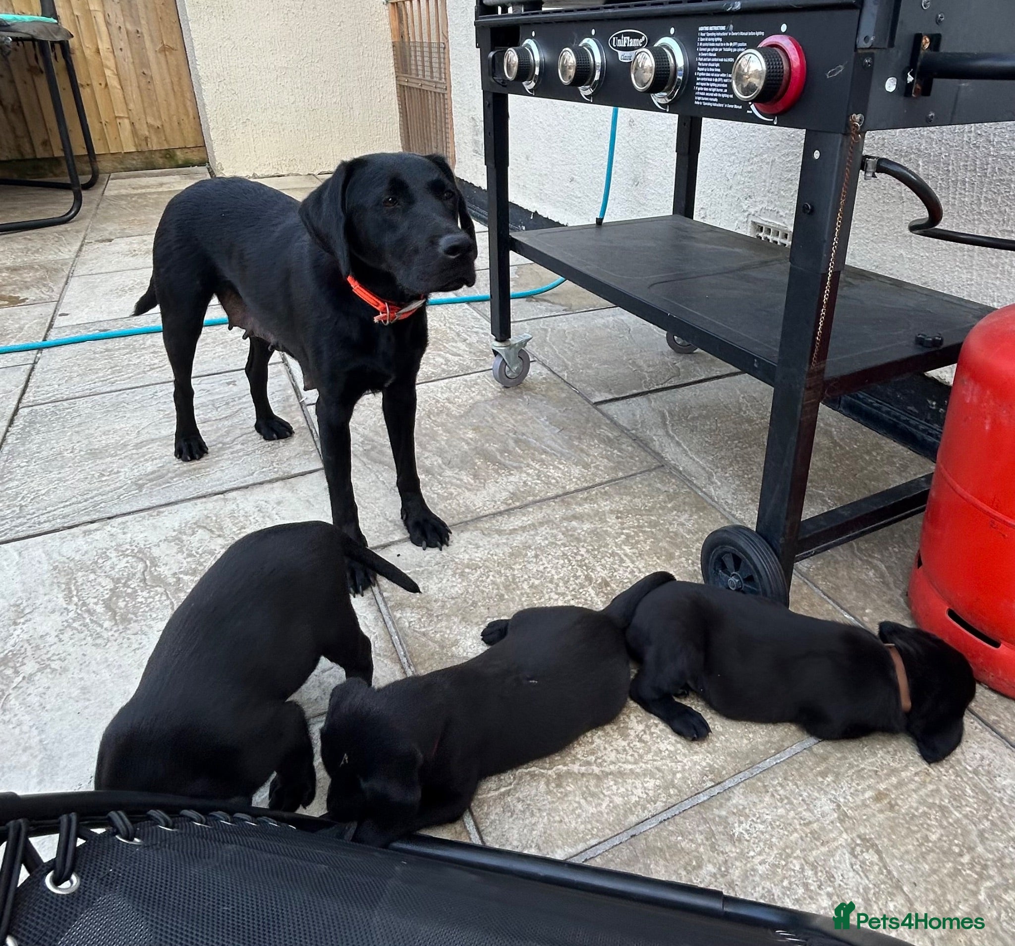 Labrador Retriever dogs 3 boys Labrador puppy’s ready to leave - Advert 1
