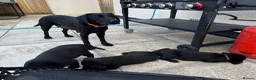 Labrador Retriever dogs for sale: 3 boys Labrador puppy’s ready to leave - Advert 1