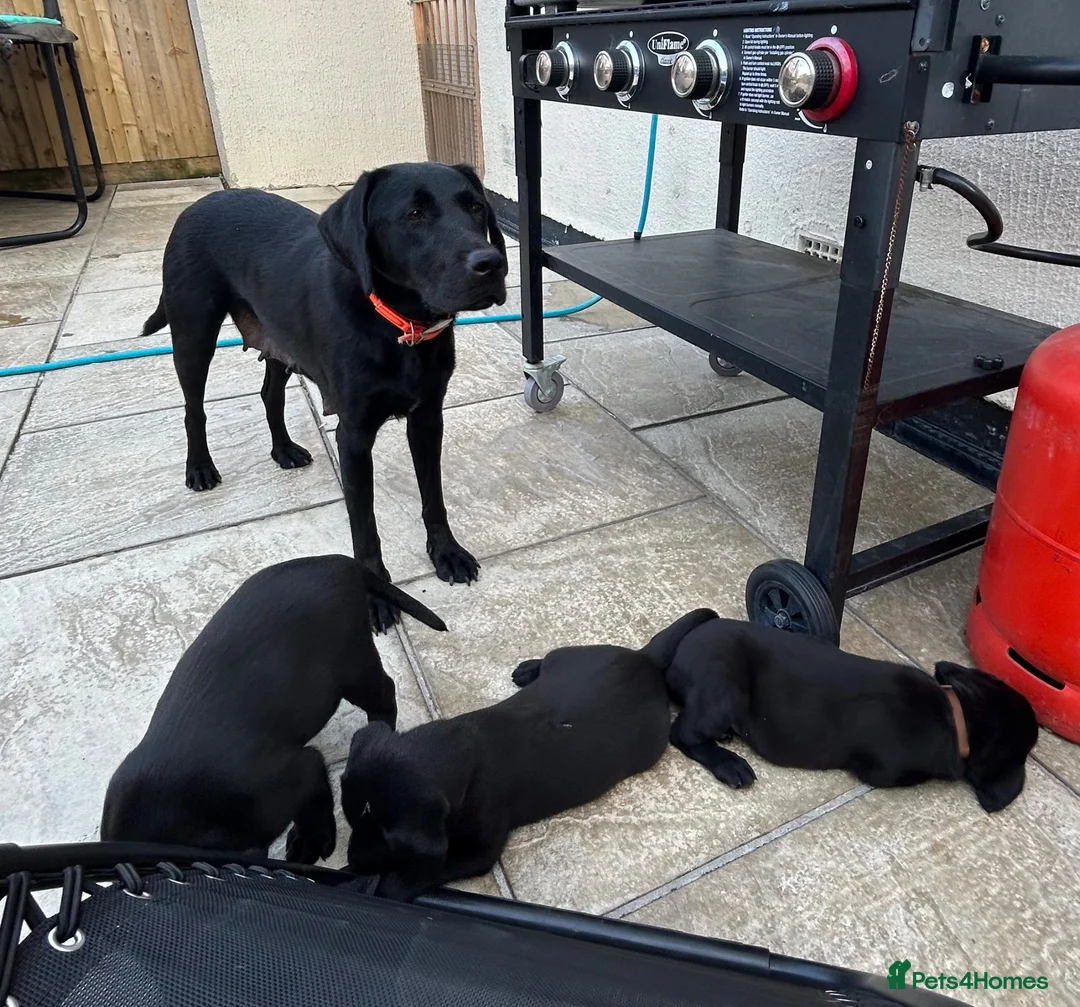 Labrador Retriever dogs for sale: 3 boys Labrador puppy’s ready to leave - Advert 1