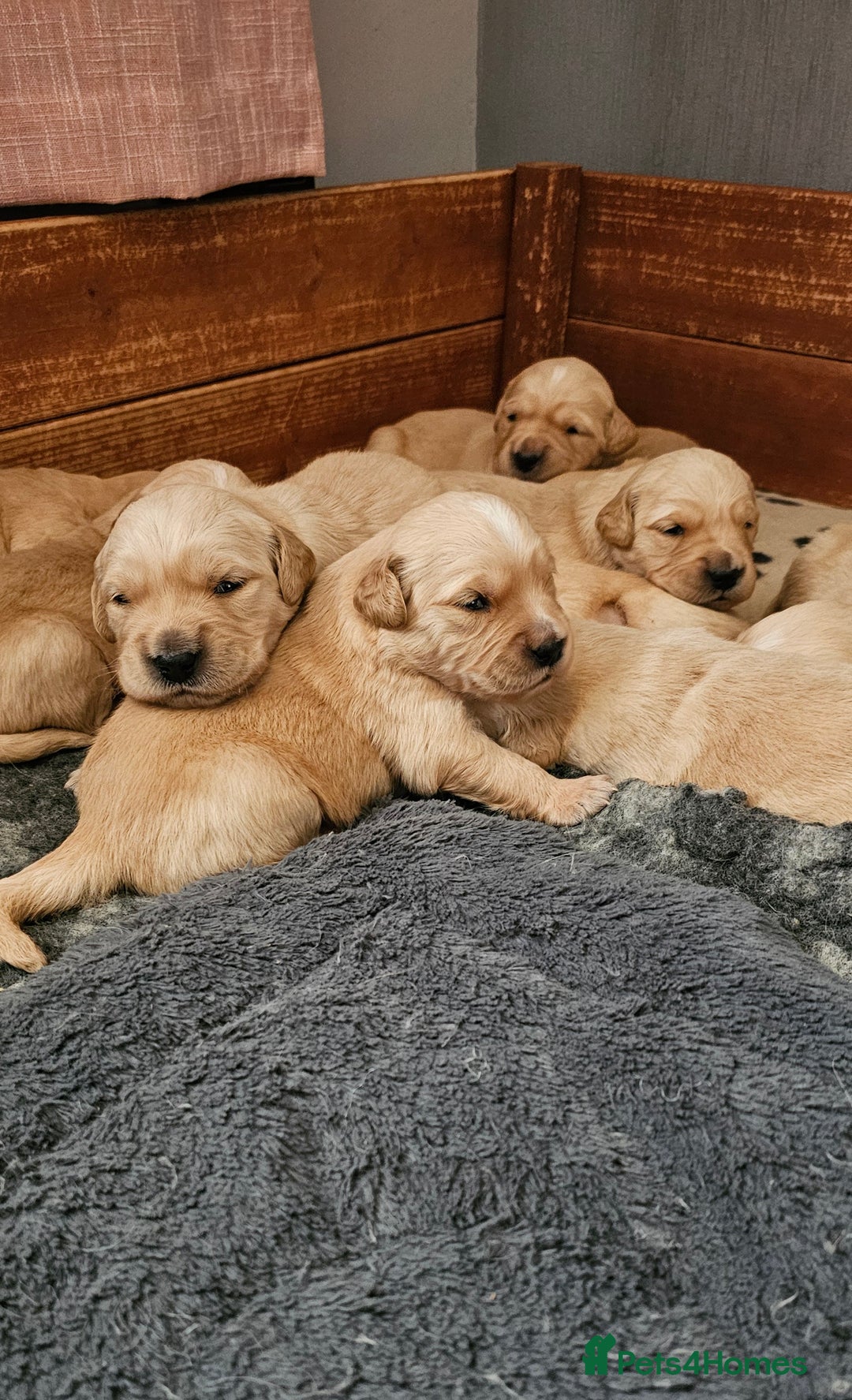 Golden Retriever dogs for sale:  golden retriever pups - Advert 22