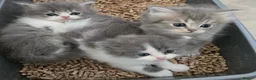 Persian cats for sale: Persian kittens looking for loving homes  - Advert 5