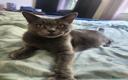 Mixed Breed cats for sale: British Shorthair mixed - Image 10