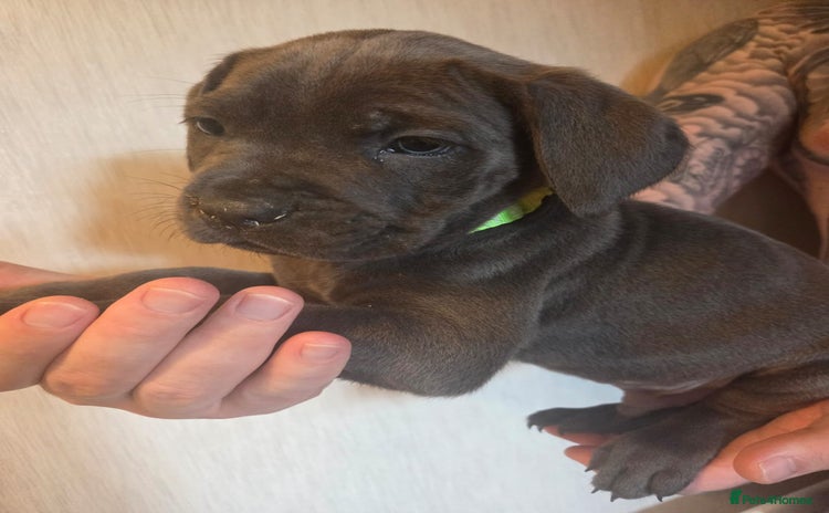Cane Corso dogs - Advert 8