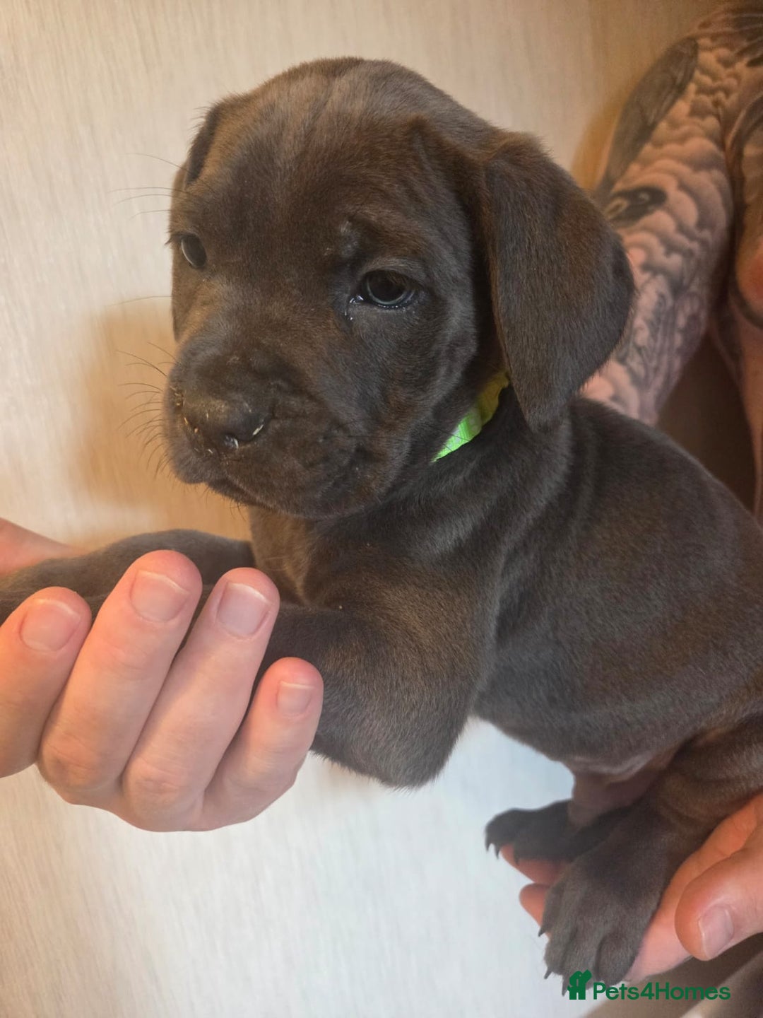 Cane Corso dogs for sale: Purebred champion bloodline cane corso puppies - Image 1