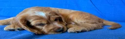 Cocker Spaniel dogs for sale: Show Cocker Spaniels - Golden/Red and Sable - Advert 7