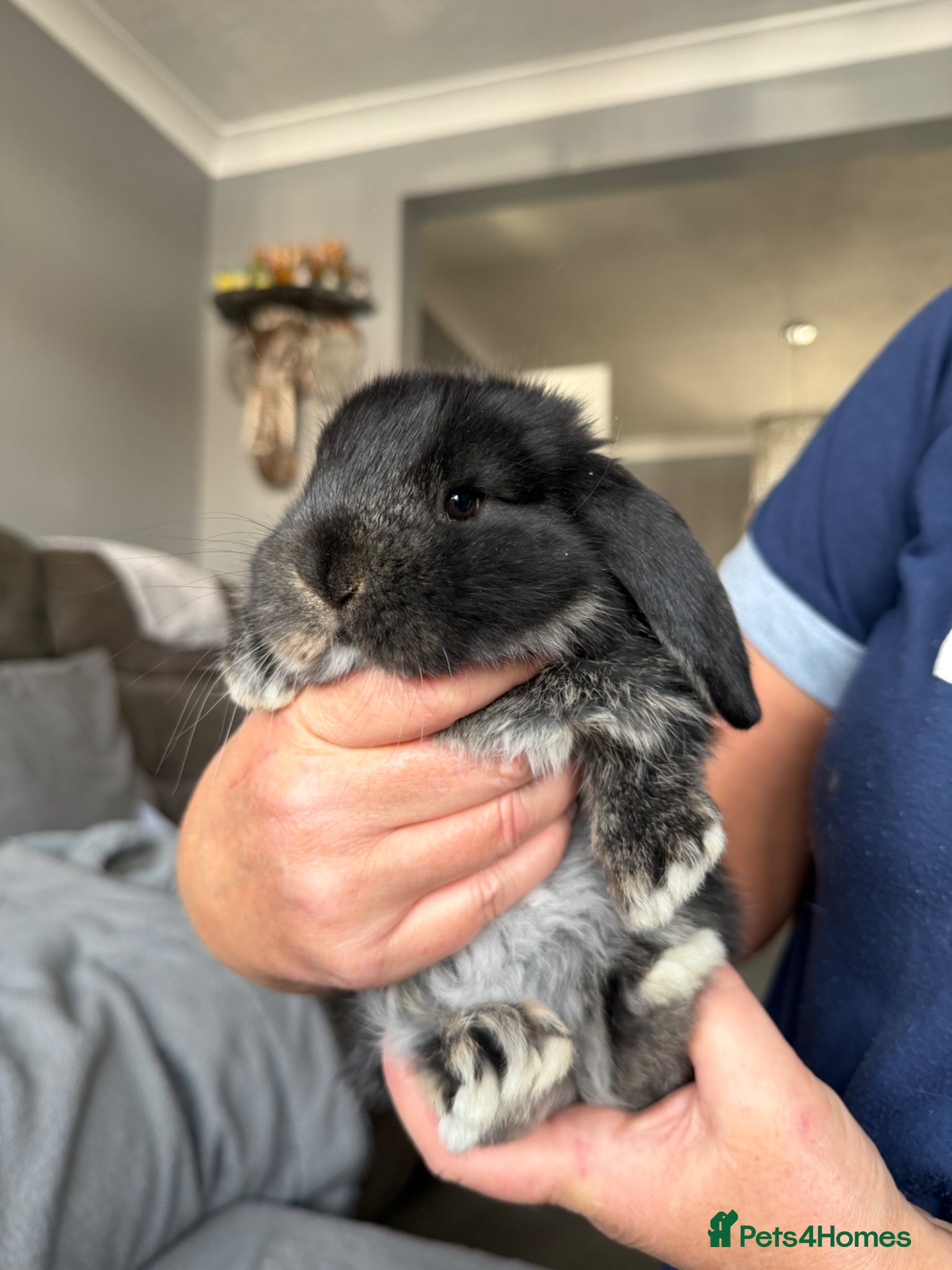 French Lop rabbits French lops  - Advert 12