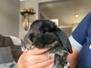 French Lop rabbits French lops - Advert 12