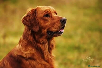 Golden Retriever dogs Gibson at Stud - Advert 2