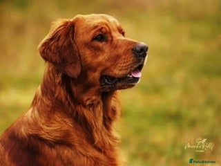 Golden Retriever dogs - Advert 13