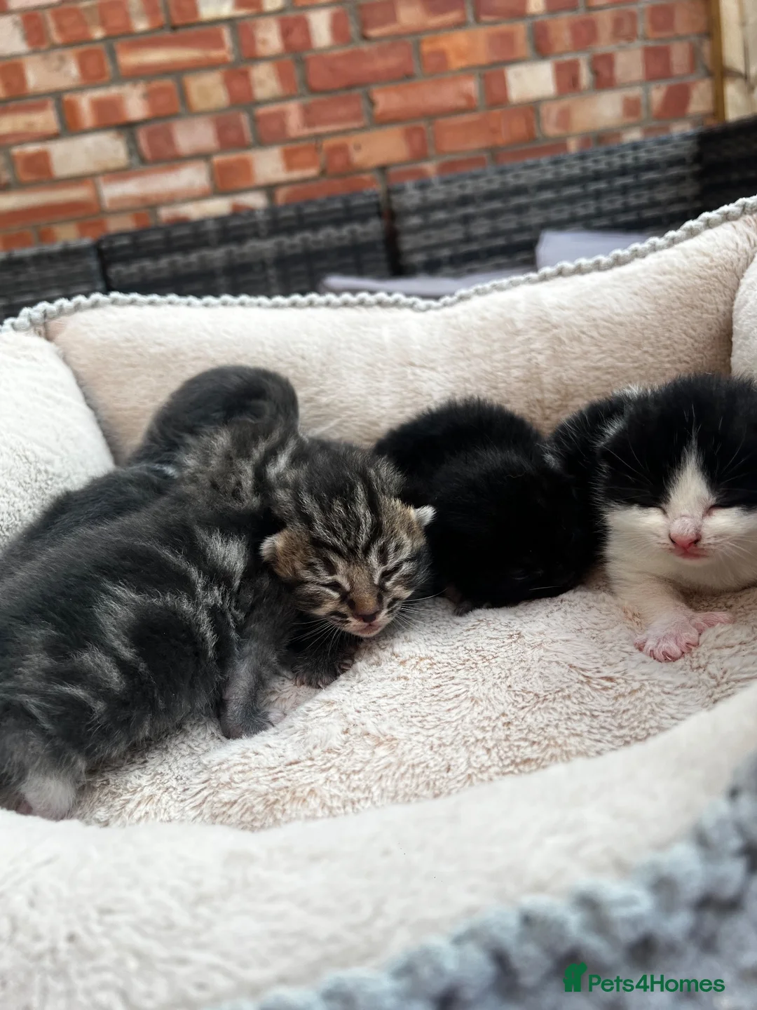 Domestic Shorthair cats for sale: Kittens looking for new homes - Advert 2