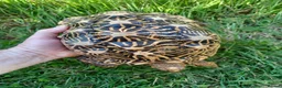 Tortoise reptiles for sale: Adult Breeding FEMALE INDIAN STAR TORTOISE  - Advert 5