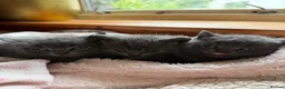 British Shorthair cats for sale: British Shorthair Kittens in Pentraeth - Advert 9