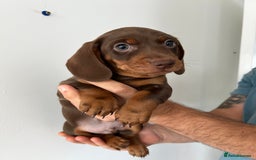 Dachshund dogs for sale: REDUCED*1 LEFT!! *BEAUTIFUL Miniature Dachshund's  - Image 3