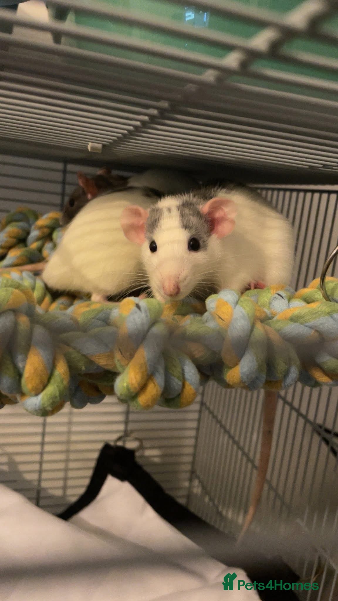 Rat rodents 4 Female rats, can come with cage - Advert 8