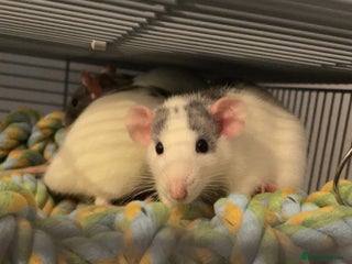 Rat rodents 4 Female rats, can come with cage - Advert 1