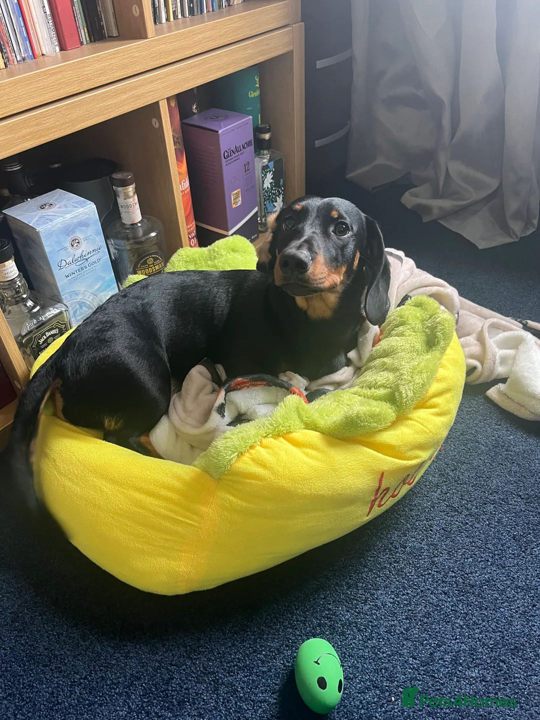 Mixed Breed dogs for sale: Mixed breed Dachshund Rottweiler Female in Warrington - Advert 2