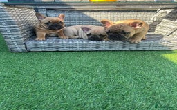 French Bulldog dogs for stud: Denzel- Open for Stud- PROVEN. Son of Super Ted  in Gillingham - Image 32