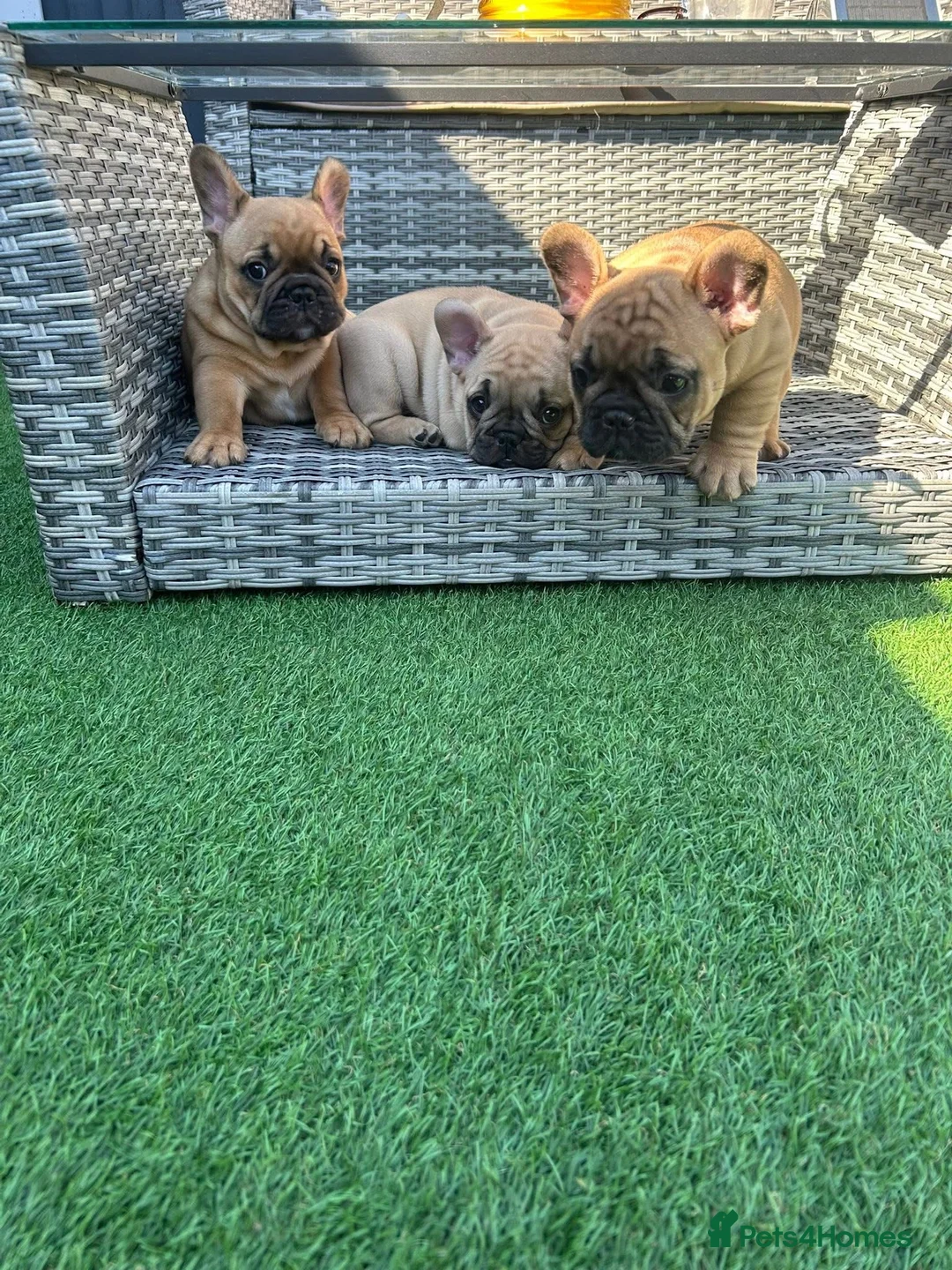 French Bulldog dogs for stud: Denzel- Open for Stud- PROVEN. Son of Super Ted  in Gillingham - Advert 32
