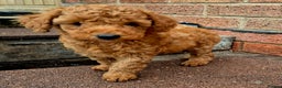 Miniature Poodle dogs for sale: Stunning poodles puppies  ready now   - Advert 4