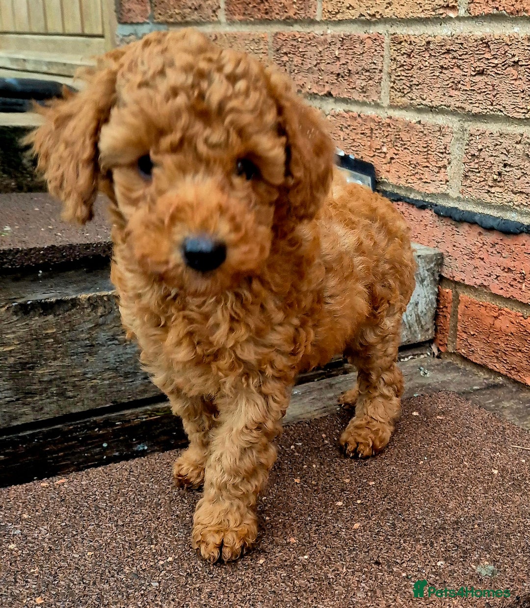 Miniature Poodle dogs for sale: Stunning poodles puppies  ready now   - Advert 4