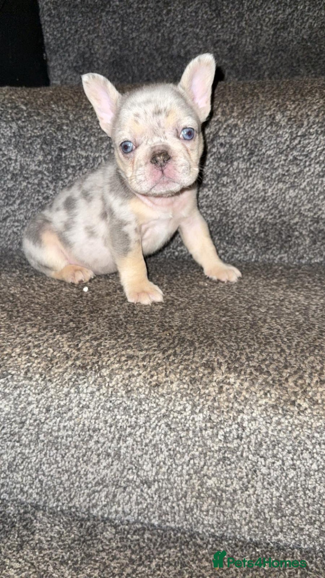 French Bulldog dogs for sale: Fluffy Carrier Girl - Advert 2