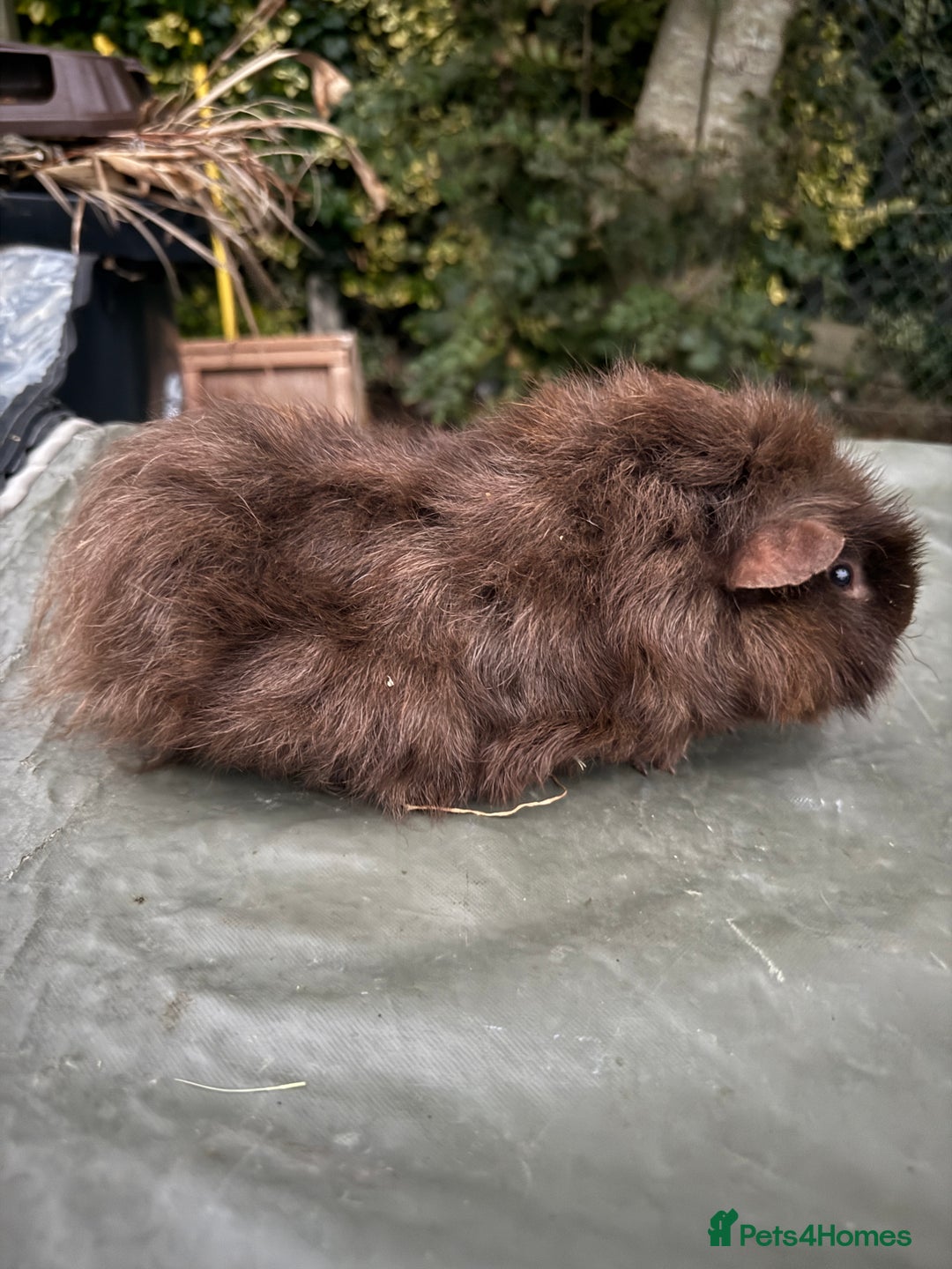 Guinea Pig rodents for sale: 5 month old bonded boy guinea pigs - Image 5