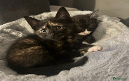 Mixed Breed cats for sale: British Shorthair X Kitten - Image 5