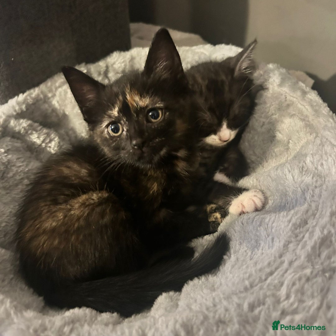 Mixed Breed cats for sale: British Shorthair X Kitten - Image 5