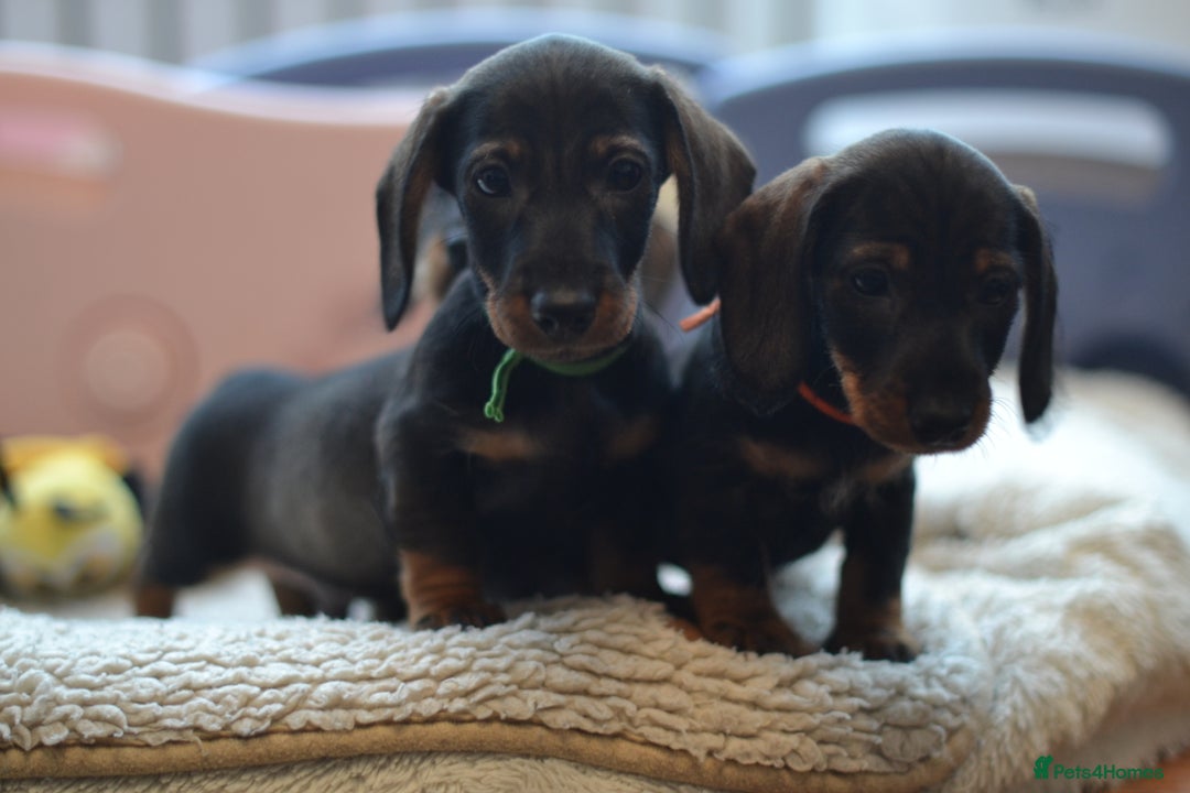 Miniature Dachshund dogs for sale: KC reg miniature wire haired dachshund puppies - Image 5