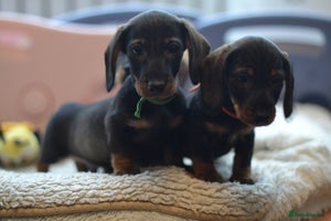 Miniature Dachshund dogs - Advert 2
