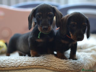 Miniature Dachshund dogs KC reg miniature wire haired dachshund puppies - Advert 18