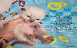 Ragdoll cats for sale: 5 Tica Boys Chocolate Point, Black Solid Mit,Blue  - Image 10