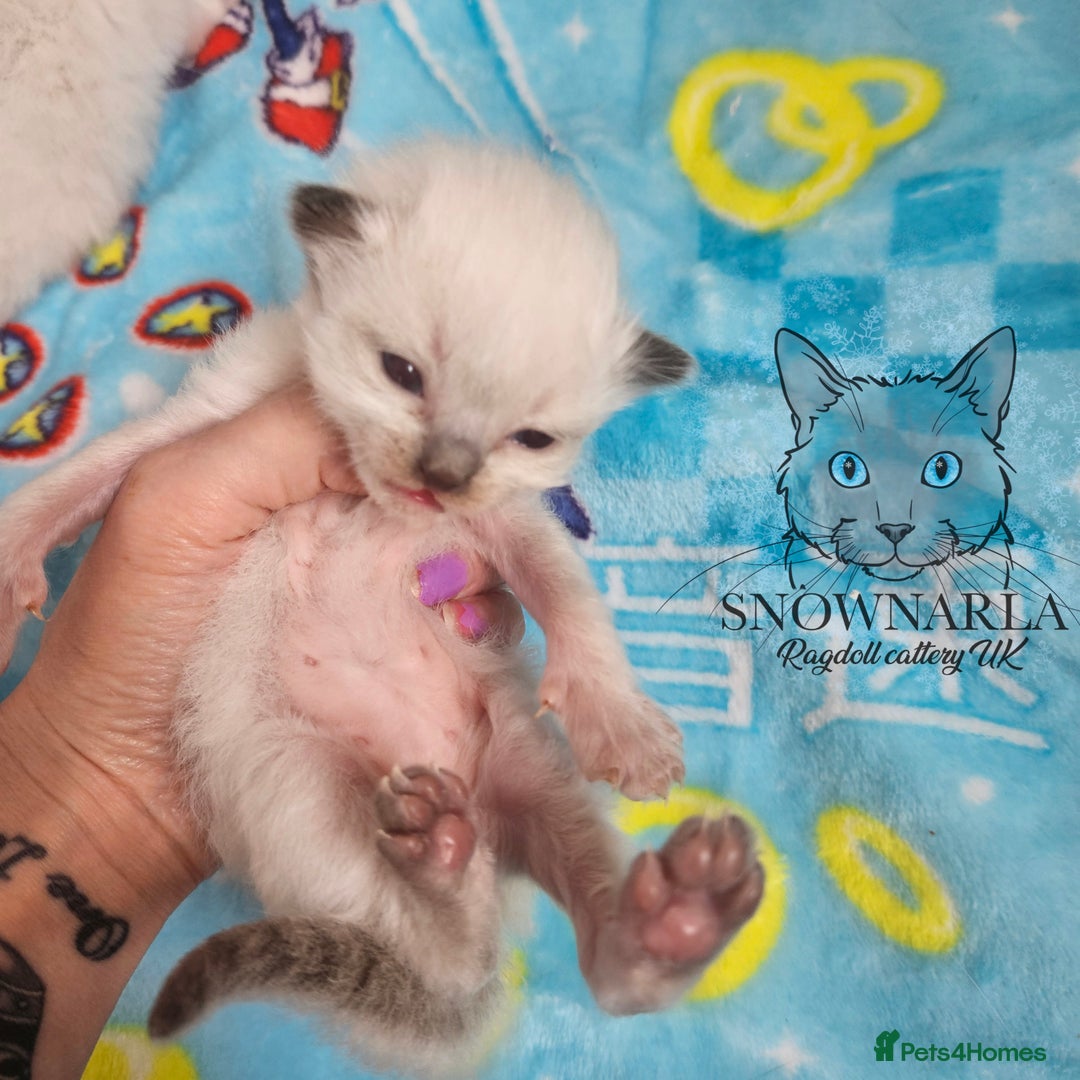 Ragdoll cats for sale: 5 Tica Boys Chocolate Point, Black Solid Mit,Blue  - Image 10