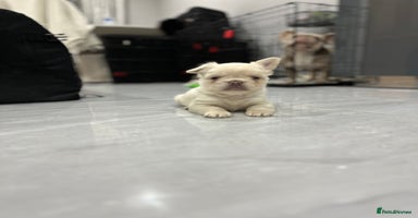 French Bulldog dogs Beautiful French bulldogs  - Advert 1