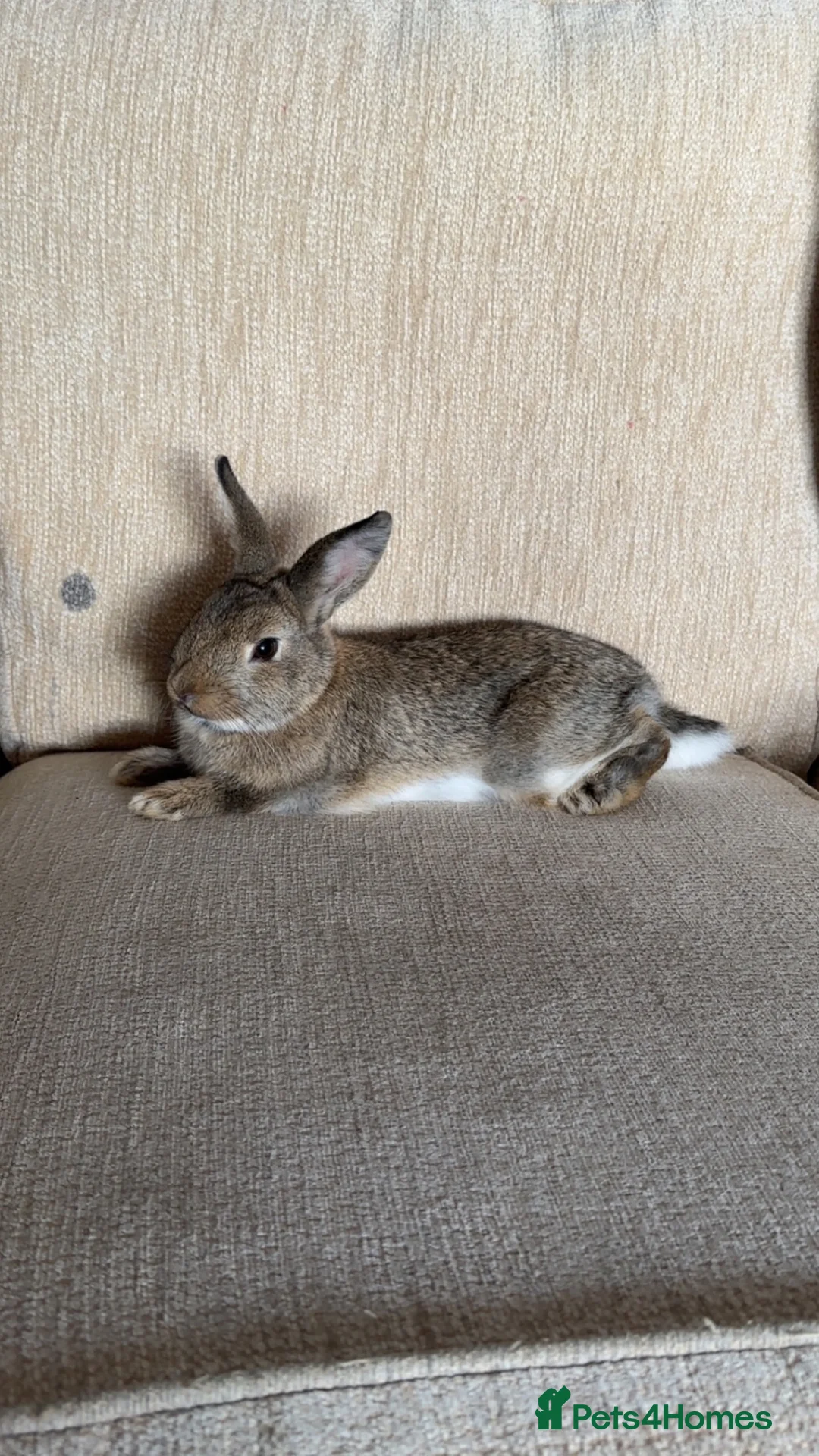 Mixed Breed rabbits for sale: 2 bunnies for sale! - Advert 2