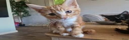 Mixed Breed cats for sale: 4 Male Mixed kittens £50 each  - Advert 1