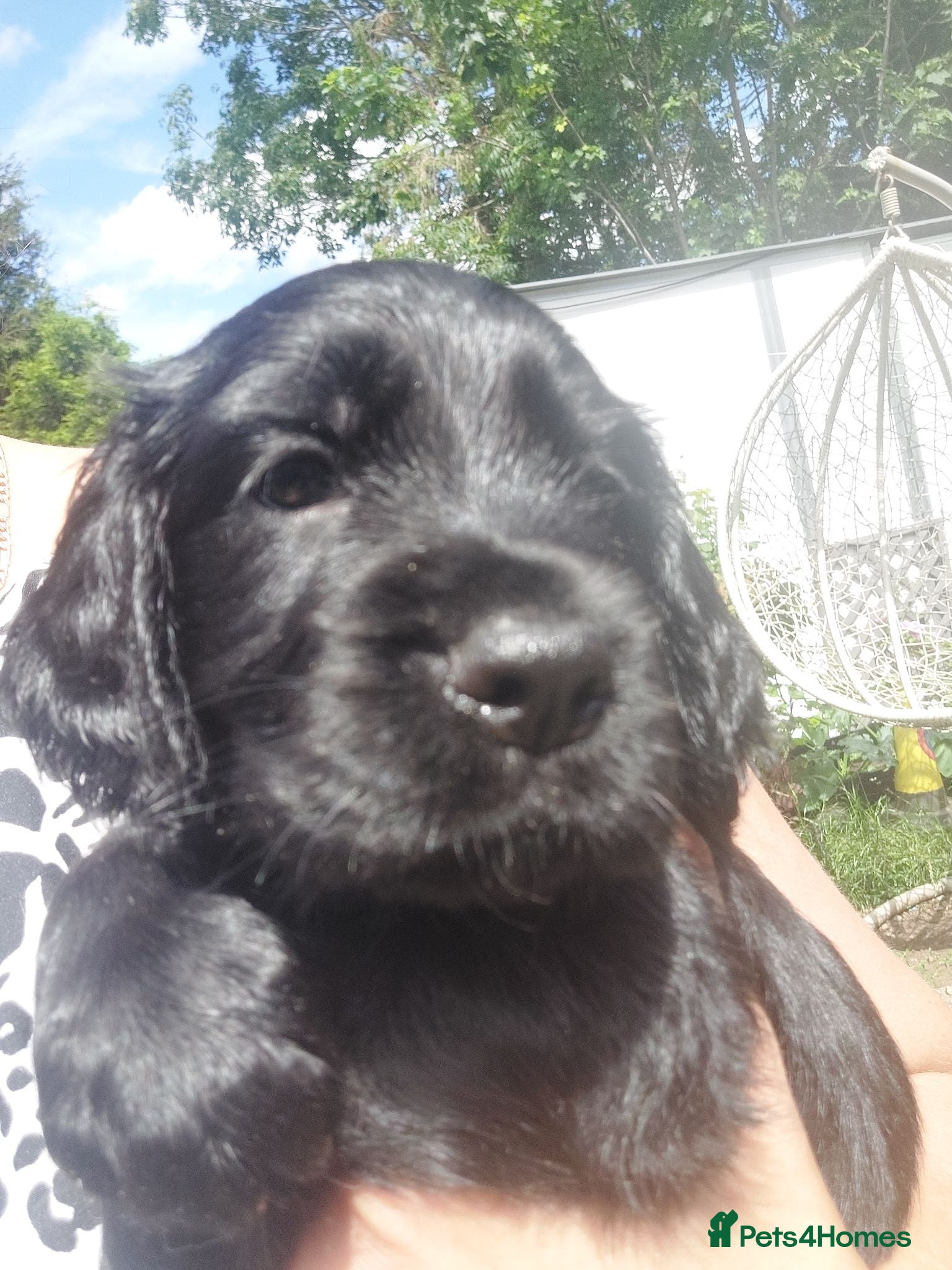 Sprocker dogs Sprocker Spaniel DWKC registered working line pups - Advert 2