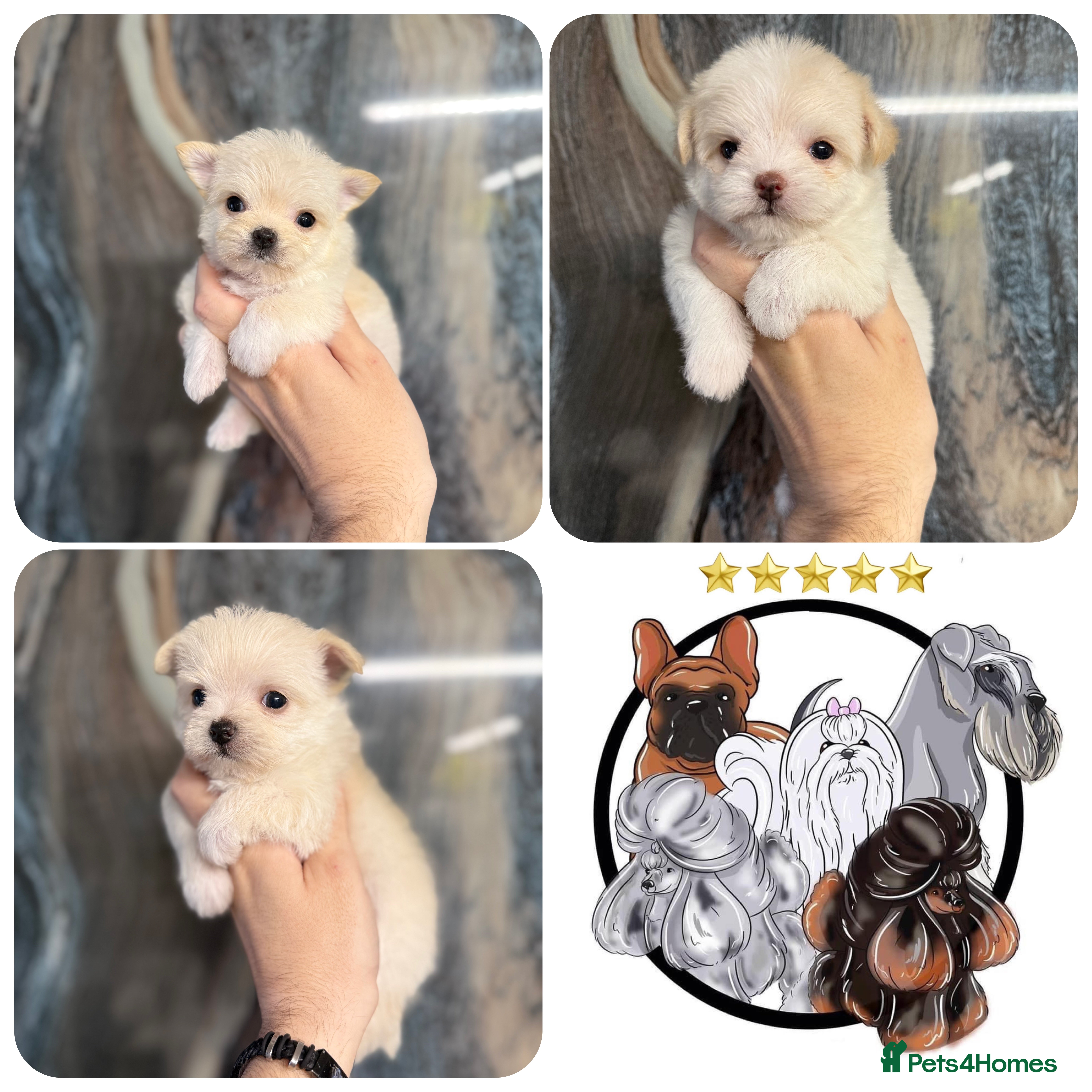Malshi dogs OUTSTANDING TINY MALCHI GIRLS 🥰 - Advert 4