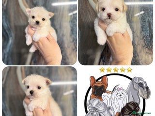 Malshi dogs OUTSTANDING TINY MALCHI GIRLS 🥰 - Advert 5