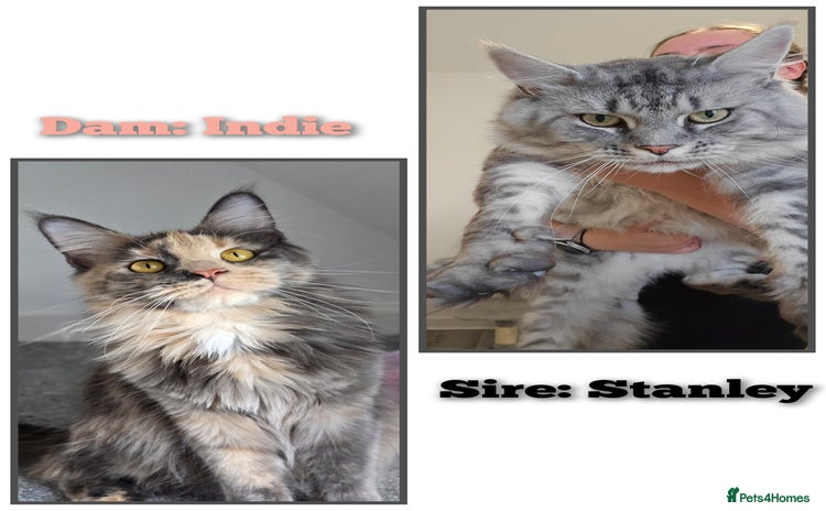Maine Coon cats - Advert 2